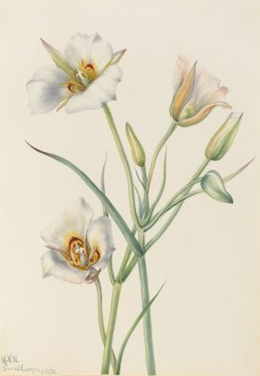 Sego Lily (Calochortus nuttallii) (1933)