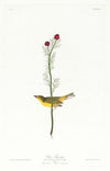 Selby’s flycatcher
