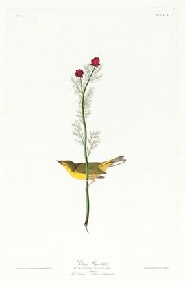 Selby’s flycatcher