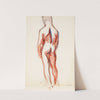Selin seisova alaston mies, luonnos by Magnus Enckell