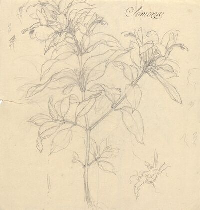 Semezza (Ruttya speciosa)