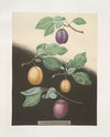 Semiana, Coe’s golden drop, White perdrigon and the [Late Imperial] plums. (1812)