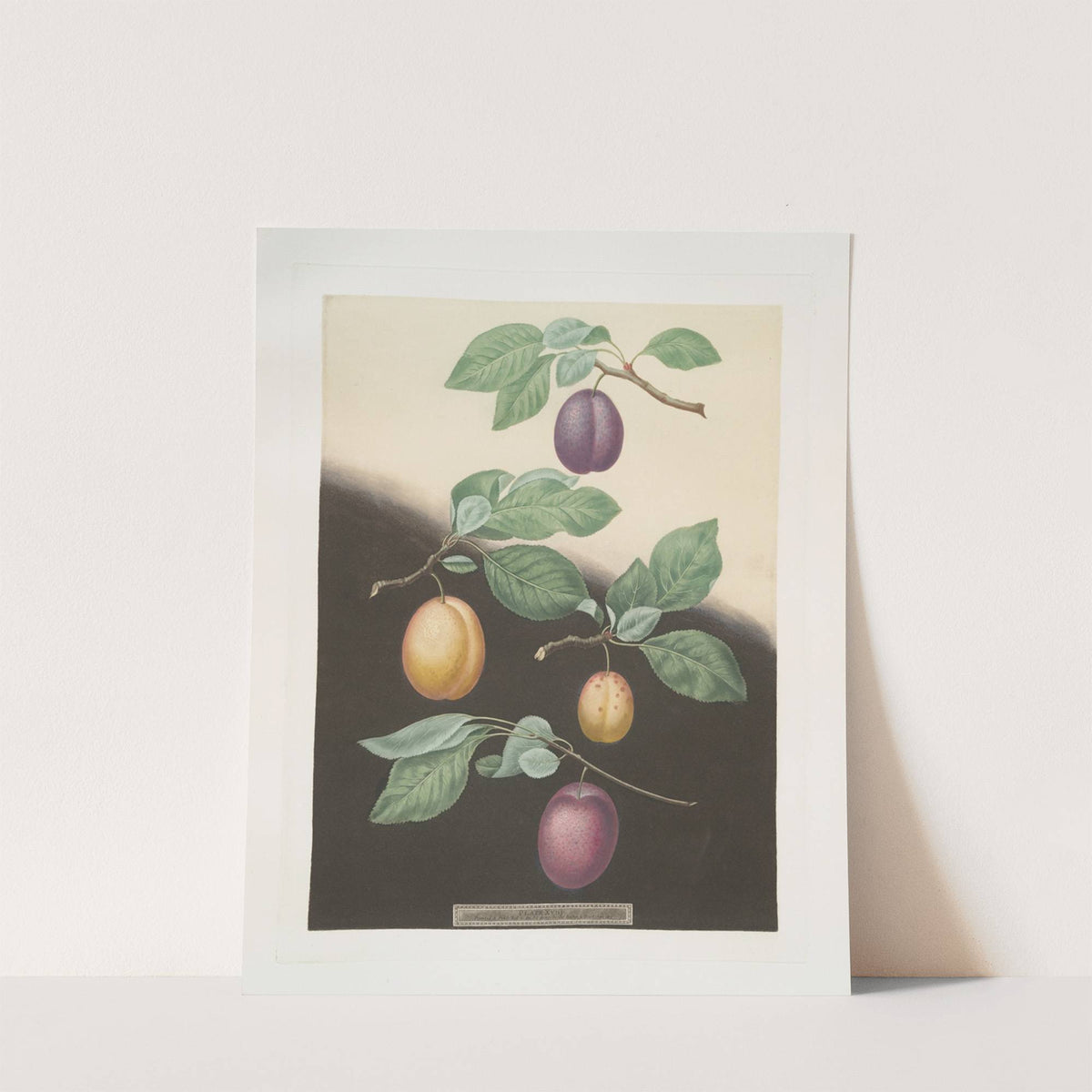 Semiana, Coe’s golden drop, White perdrigon and the [Late Imperial] plums. (1812) by George Brookshaw
