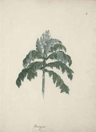 Senecio gigas Vatke (Tree Groundsel)
