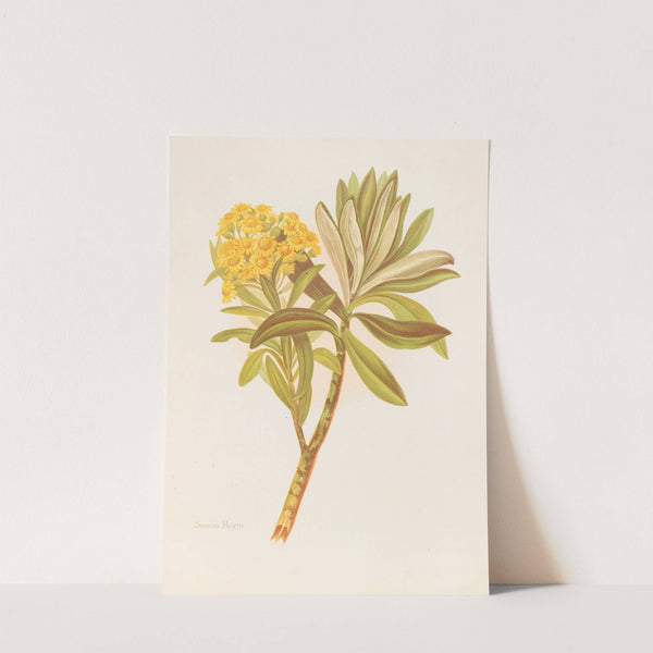 Senecio Huntii (1888) by Georgina Burne Hetley