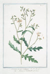 Senecio minor vulgaris – Senecio o Cardoncelle – Senecon. (Common groundsel)