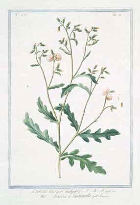 Senecio minor vulgaris – Senecio o Cardoncelle – Senecon. (Common groundsel)
