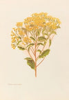 Senecio Perdicioides