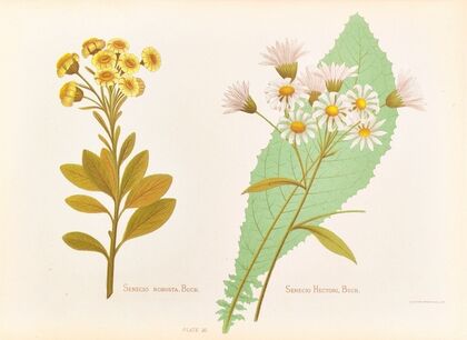 Senecio Robusta, Senecio Hectori