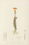 Senecio Stapeliaeformis
