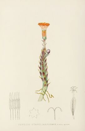 Senecio Stapeliaeformis