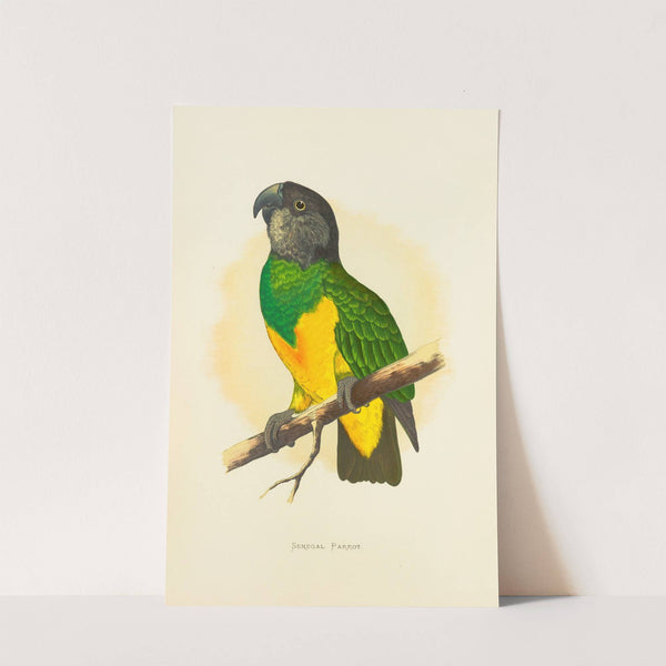 Senegal Parrot (1884-1887) by Alexander Francis Lydon