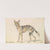Senegalese Wolf or Grey Jackal (1837) by Charles Hamilton Smith