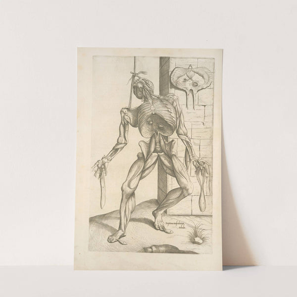 Septima musculorum tabula. [Gruesome figure hanging with a noose around its neck] (1545) by Thomas Geminus