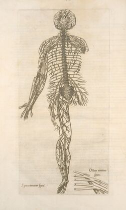 Septima neruorum figura — Octaua neruorum figura