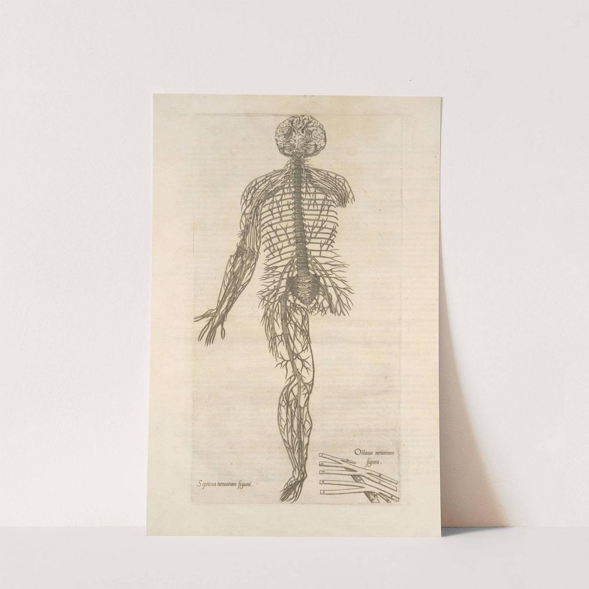 Septima neruorum figura — Octaua neruorum figura (1545) by Thomas Geminus