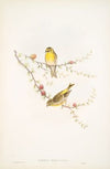 Serinus hortulanus. Serin Finch. (1862-1873)