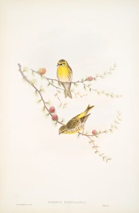Serinus hortulanus. Serin Finch. (1862-1873)