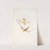 Serinus hortulanus. Serin Finch. (1862-1873) by John Gould