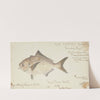 Seriolella punctata (Tas) : Silver warehou (1867) by Frank Edward Clarke