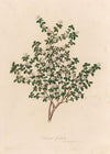 Serissa foetida (1818-1824)