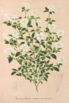 Serissa foetida
