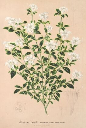 Serissa foetida