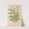 Serissa foetida by Charles Antoine Lemaire