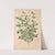 Serissa foetida by Charles Antoine Lemaire