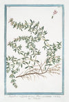 Serpillum vulgare, maius, flore purpureo – Serpillo. (Wild Thyme)