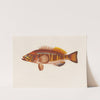 Serranus cabrilla by Arthus Bertrand