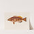 Serranus cabrilla by Arthus Bertrand