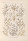 Sertulariae. – Reihenpolnpen