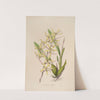 Sertum orchidaceum; A wreath of the most beautiful orchidaceous flowers Pl.07 by John Lindley