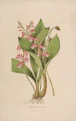 Sertum orchidaceum; A wreath of the most beautiful orchidaceous flowers Pl.09