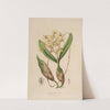 Sertum orchidaceum; A wreath of the most beautiful orchidaceous flowers Pl.10 by John Lindley