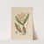 Sertum orchidaceum; A wreath of the most beautiful orchidaceous flowers Pl.10 by John Lindley
