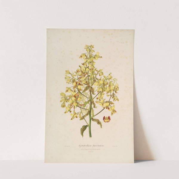 Sertum orchidaceum; A wreath of the most beautiful orchidaceous flowers Pl.12 by John Lindley