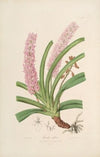Sertum orchidaceum; A wreath of the most beautiful orchidaceous flowers Pl.15