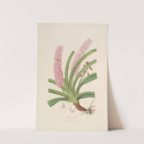 Sertum orchidaceum; A wreath of the most beautiful orchidaceous flowers Pl.15 by John Lindley