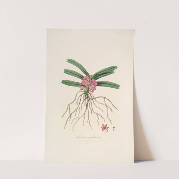 Sertum orchidaceum; A wreath of the most beautiful orchidaceous flowers Pl.17 by John Lindley