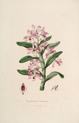 Sertum orchidaceum; A wreath of the most beautiful orchidaceous flowers Pl.18