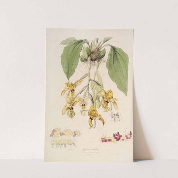 Sertum orchidaceum; A wreath of the most beautiful orchidaceous flowers Pl.20 by John Lindley