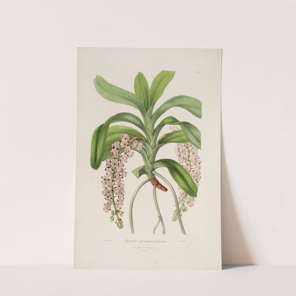 Sertum orchidaceum; A wreath of the most beautiful orchidaceous flowers Pl.30 by John Lindley