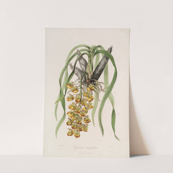 Sertum orchidaceum; A wreath of the most beautiful orchidaceous flowers Pl.31 by John Lindley