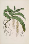 Sertum orchidaceum; A wreath of the most beautiful orchidaceous flowers Pl.32