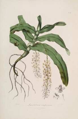 Sertum orchidaceum; A wreath of the most beautiful orchidaceous flowers Pl.32