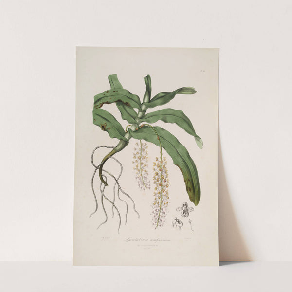 Sertum orchidaceum; A wreath of the most beautiful orchidaceous flowers Pl.32 by John Lindley