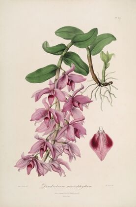 Sertum orchidaceum; A wreath of the most beautiful orchidaceous flowers Pl.35 — size preview