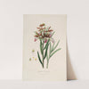 Sertum orchidaceum; A wreath of the most beautiful orchidaceous flowers Pl.37 by John Lindley